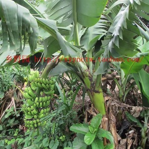 农家特产新鲜香蕉 芭蕉 粉蕉 生蕉未成熟发货青蕉5斤