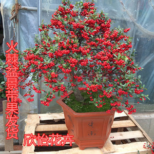 火棘造型树桩