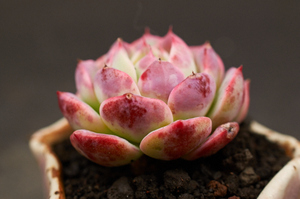 秋阳园艺 多肉  海棠花 多肉植物 都有血斑 董