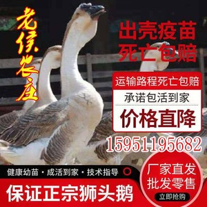 正宗狮头鹅苗灰鹅苗大种鹅苗马岗鹅苗鹅苗全国发货五只起拍