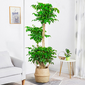 妙点绿宝幸福树盆栽大型植物大树桩绿植园艺室内客厅招财净化空气