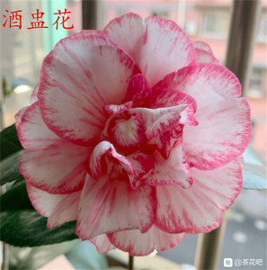 酒盅花口红恨天高红白阿富汗火瀑布品种茶花盆栽绿植花卉庭院阳台