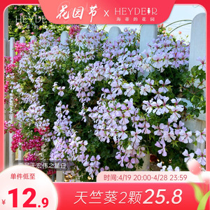 海蒂的花园垂吊天竺葵花苗盆栽重瓣四季开阳台花园花卉植物室内花