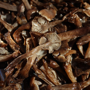 新鲜速冻冷鲜榛子蘑菇 长白山特产榛蘑食用蘑菇 纯野生小鸡炖蘑菇