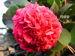 玛丽安茶花