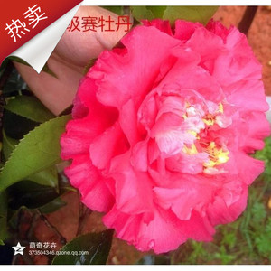 超级赛牡丹茶花原生嫁接大苗 精品赛系大型深红色品种 当年开花
