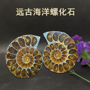 天然海洋古生物化石斑彩螺对开菊石切片化石科普教学标本装饰摆件