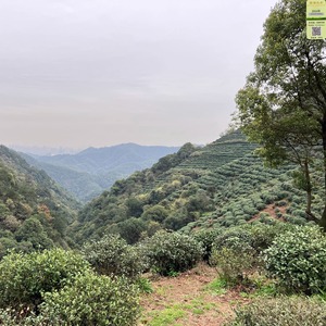 2024年新茶茶农直销西湖龙井特级龙井雨前茶春茶胜核心区三分叉