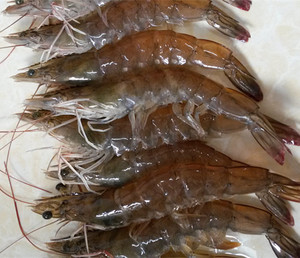 烟台新鲜竹节虾 海鲜海虾大虾 现捕现发 海捕渤海湾大对虾鲜御烟台