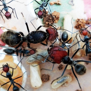 红头弓背蚁 camponotus singularis 国产巨人弓背蚁 宠物大蚂蚁