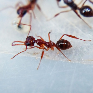蚂蚁风景 宠物活体 宾氏长齿蚁 myrmoteras binghamii