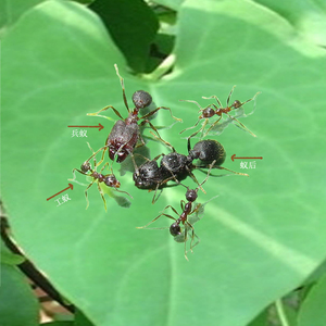 宠物蚂蚁活体 伊大头蚁pheidole yeensis
