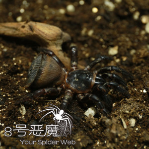 金钱活门蛛