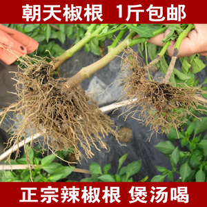 正品辣椒根中药材 正宗朝天椒根 小辣椒根 小米椒根 辣椒秧根包邮