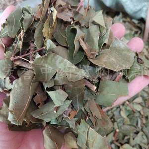 黄牛茶中药材   黄牛木叶茶 新货 凉茶 500克 干品一斤包邮