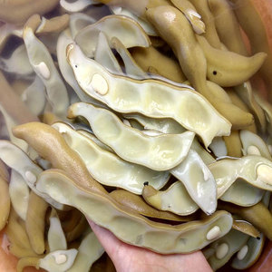 龙爪豆新鲜
