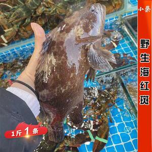 鲜活海红斑深海捕捞海鱼海鲜水产活鱼非冬星斑老鼠斑1斤1条