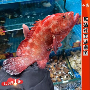 鲜活红瓜子斑野生海鲜水产深海活海鱼东星斑老鼠斑老虎斑1.2斤1条