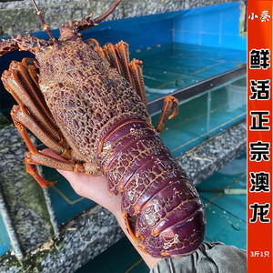 奥龙虾巨型图片