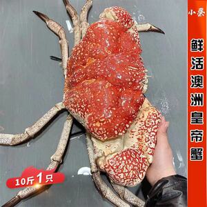 皇帝蟹鲜活澳洲超大