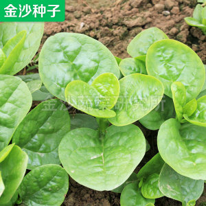 金沙大圆叶木耳菜种子落葵藤菜豆腐菜紫角叶菜种籽菜农基地用