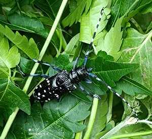促销活云斑天牛白星花天牛桑天牛瘤胸簇天牛等活体宠物昆虫,科研