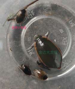 金边龙虱活体小水甲豉甲虫活体水龟甲虫成虫幼虫水蜈蚣标本原材料