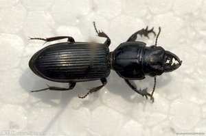 野生双齿蝼步甲活体,活大黑阎甲,中华婪布甲,巨蝼布甲科研宠物