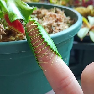 捕蝇草盆栽超大食人花驱蚊植物猪笼草大苗食蝇草室内阳台花卉绿植