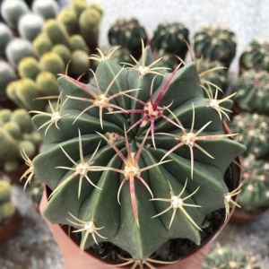 实生大赤城仙人球趣味红刺硬刺开花仙人掌多肉植物桌面防辐射盆栽