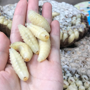 蜂蛹地龙蜂仔新鲜黄蜂虫非蝉蛹胡蜂崽可油炸清蒸泡酒1斤顺丰包邮