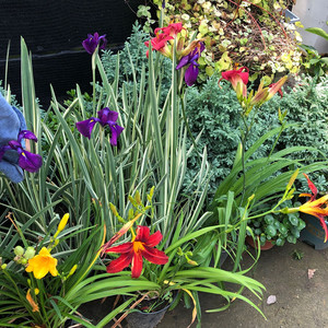 800人付款淘宝多年生草花卉水生花叶玉蝉花苗花菖蒲花园庭院耐寒耐热