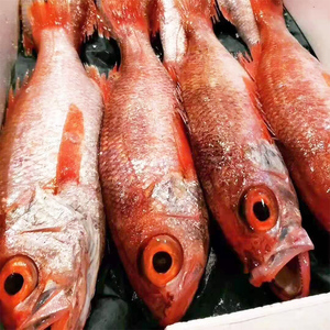 红果鲤鲜活速冻舟山深海冷冻水产新鲜海鱼喉黑鱼刺身海鲜赤鲑鱼