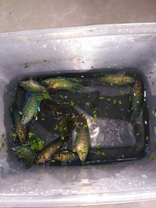 中国斗鱼包邮普叉蓝叉黑叉花手巾菩萨鱼活体野生叉尾观赏鱼热带鱼