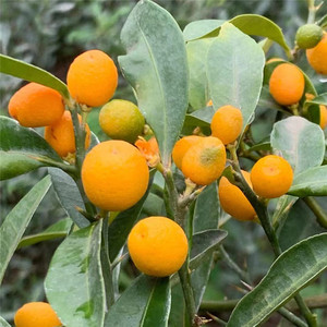 金豆盆景素材苗金豆小盆栽掌上盆景微型盆景观果植物根艺造型绿植