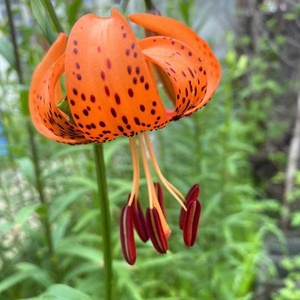 虎斑百合种球可食用根苗兰州百合香水百合种子南北方均可种植耐寒