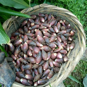 湖北恩施新鲜野菜洋合姜食用农产品阳荷阳和5斤现采现卖高山蔬菜