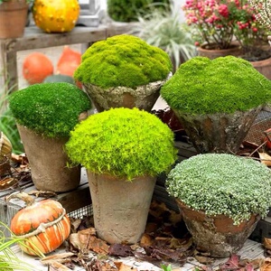 【爱尔兰苔草】宙斯花园苔藓植物多年生地被耐热耐寒花园常绿盆栽
