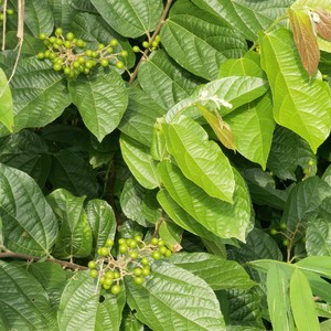 新鲜布渣叶500g布渣叶草破布叶麻布叶烂布渣 薢宝叶广东凉茶原材