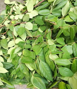 新鲜现采酸杨桃叶500克酸五敛子叶五棱子叶片500克