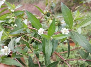 旱莲草 墨莲草新鲜 默旱连黑丁草黑口草500克