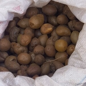 新鲜石黄皮凤凰蛋蛇蛋马骝卵肾蕨果化狗儿蜈蚣草500克