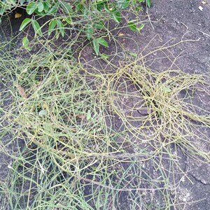 无根藤 无头藤 金丝藤 罗网藤 新鲜无根草 菟丝子中草药500克