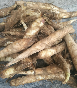 新鲜竹薯 竹芋冬薯冬芋冬笋薯菱薯煲汤竹薯粉竹薯苗竹头薯 5斤