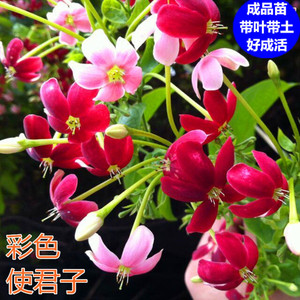 使君子花苗爬藤植物室内外重瓣藤类攀爬花卉阳台围墙花水君子花苗