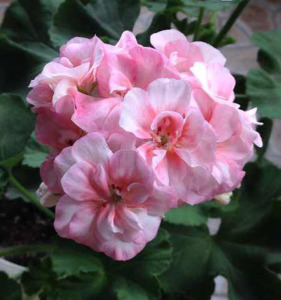 天竺葵直立公主