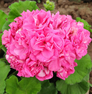 直立天竺葵 劳拉 成品苗盆栽花卉四季开花植物阳台露