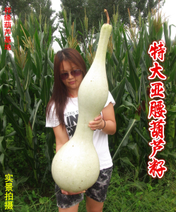特大亚腰葫芦种子 瘦长型巨型葫芦种子特大葫芦种子70到100公分