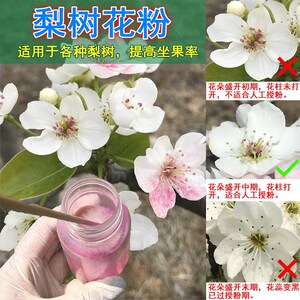 梨树花粉人工授粉上粉鸭梨晚秋黄梨黄花梨脆冠受粉坐果红香酥梨精