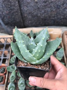 新品金元宝芦荟元宝花又名子宝招财进宝5组合 盆栽绿植花卉盆花